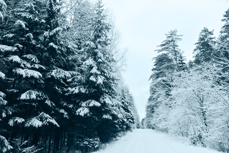 forest covered with snow. winter landscape.の写真素材