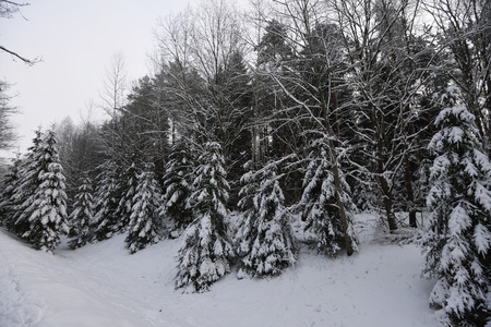 forest covered with snow. winter landscapeの写真素材