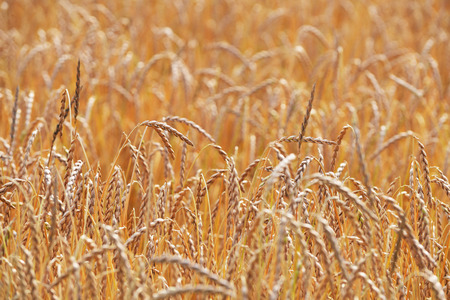 large field of cereal. landscapeの写真素材