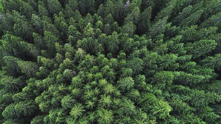 Coniferous forest on mountain slopes. top viewの写真素材