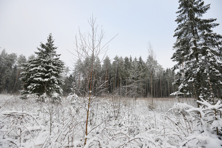 forest covered with snow. winter landscapeの写真素材