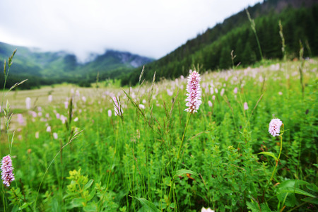 Flowering meadow in mountains. Mountain landscapeの写真素材