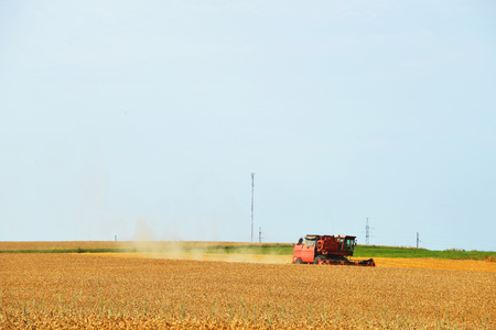   working harvester on  wheat field