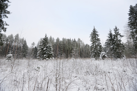 forest covered with snow. winter landscapeの写真素材