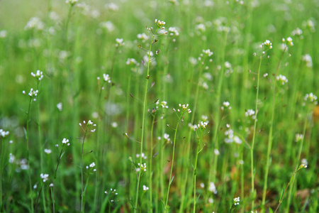 field with flower of blindweed . summer landscapeの写真素材