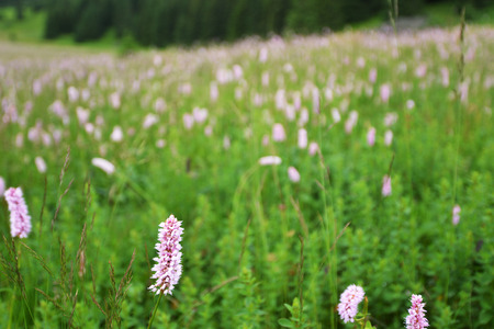 Flowering meadow in mountains. Mountain landscapeの写真素材