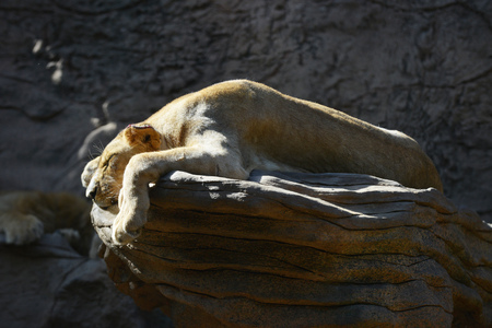 lion resting on rock in tropical zooの写真素材