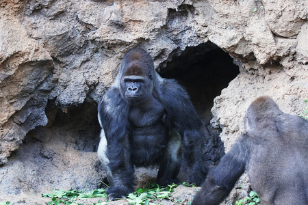 gorilla. Big monkey lives in tropical parkの写真素材