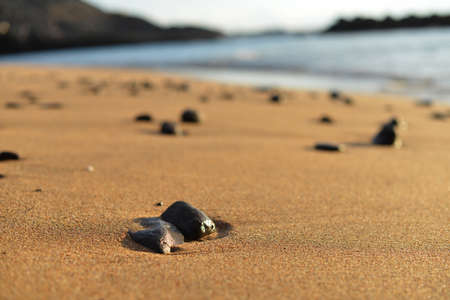 sea beach. Stones on sand are washed by sea wavesの写真素材