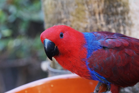 beautiful bright parrot in tropical parkの写真素材