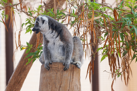 night monkey. monkey lives in tropical parkの写真素材