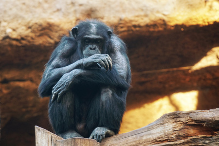 gorilla. Big monkey lives in tropical parkの写真素材