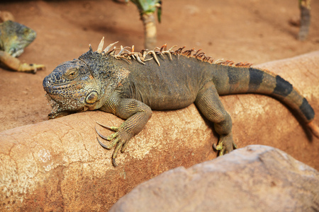Brown land iguana in tropical parkの写真素材