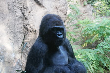 gorilla. Big monkey lives in tropical park