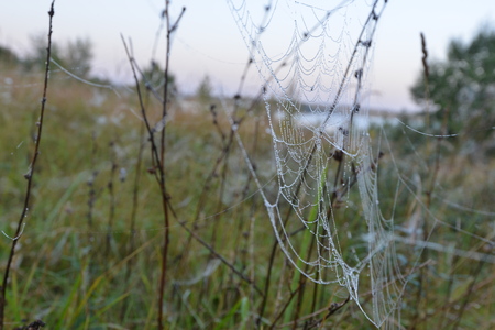 spider web on grass, autumnの写真素材