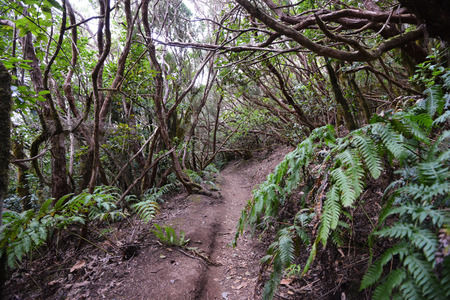 trees, grass and fern forest in mountain magic forestの写真素材