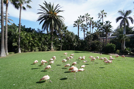 pink flamingo walking on green grass in parkの写真素材