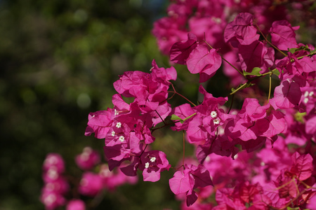 flowering bush branch of tropical plantsの写真素材