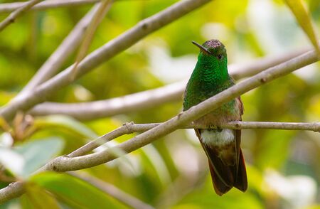 Green hummingbird perched on a branch with a head full of pollenの写真素材