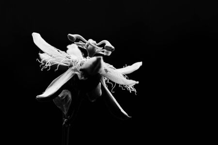 Black and white flower on a black backgroundの写真素材