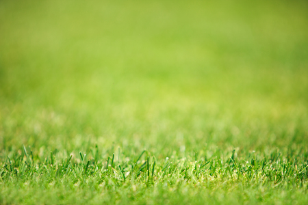 turfの写真素材
