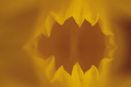Background of macro orange blossomの写真素材