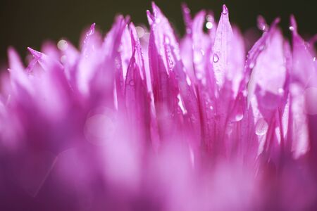 abstract flower petals with drops on themの写真素材