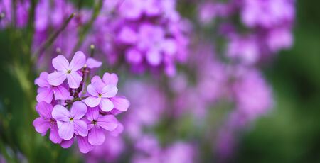syringa vulgaris blueの写真素材