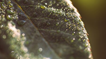 Water drop on a leaf after rainの写真素材