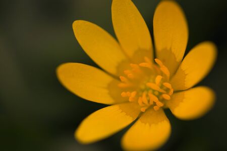 Abstract yellow flower macro shot