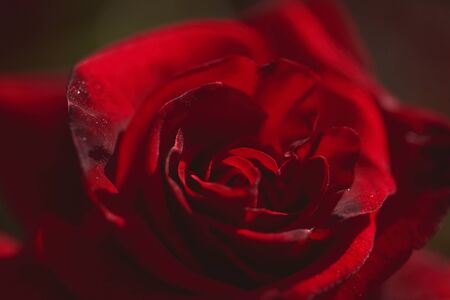 Close-up macro photograph of a rose with drops on itの写真素材