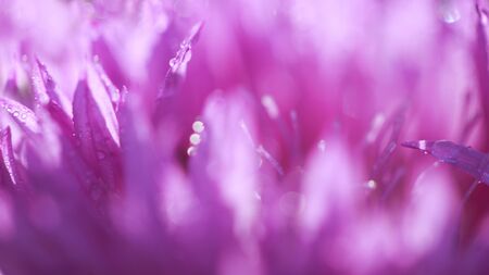 abstract flower petals with drops on themの写真素材