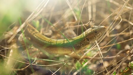 The lizard is hiding in the grass