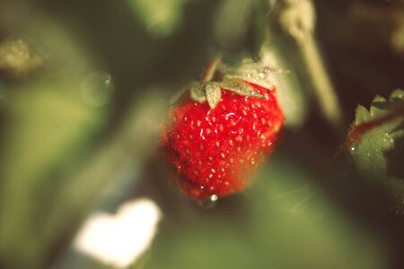 Strawberry on bush macro shotの写真素材