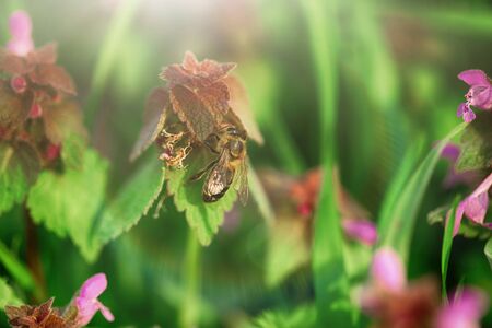 Bees pollinate the flowersの写真素材