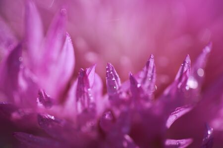 Abstract flower petals with drops on themの写真素材