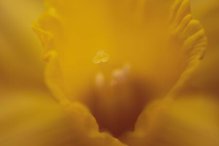 Background of macro orange blossomの写真素材
