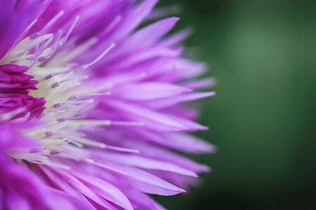 The violet petals of the flower abstract picturesの写真素材