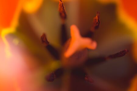 Abstract tulip macro shotの写真素材