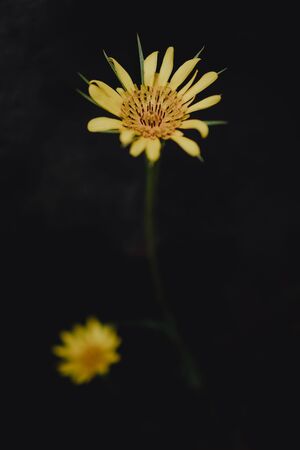 flower with yellow petals on a black background. High quality photoの写真素材