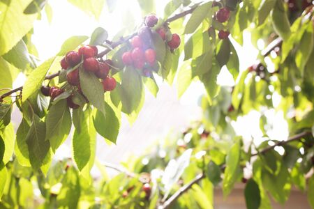 Ripe red cherries on the branches of the tree. High quality photoの写真素材