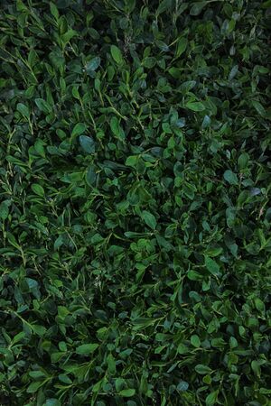 Green grass background photographed from above. High quality photoの写真素材