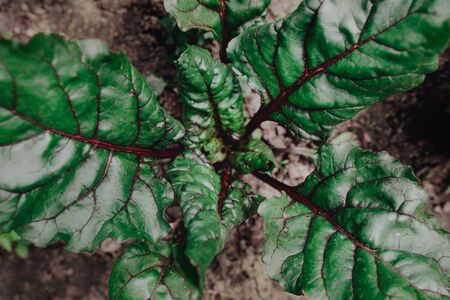 Red beet leaves with characteristic red lines. High quality photo