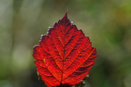 Leaf