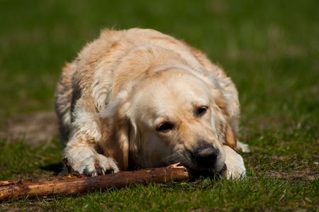 Dog