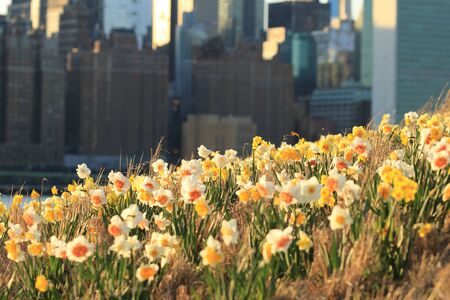 Spring Easter background with beautiful yellow daffodils in New Yorkの写真素材