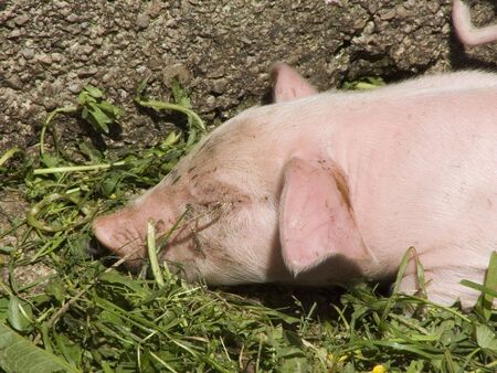 Pigs at farm