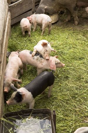 Pigs at farmの写真素材