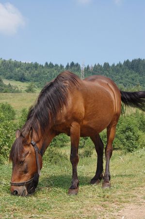 Brown horse in pastureの写真素材