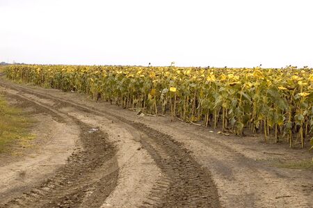 Field of yellow sunflowers against blue skyの写真素材